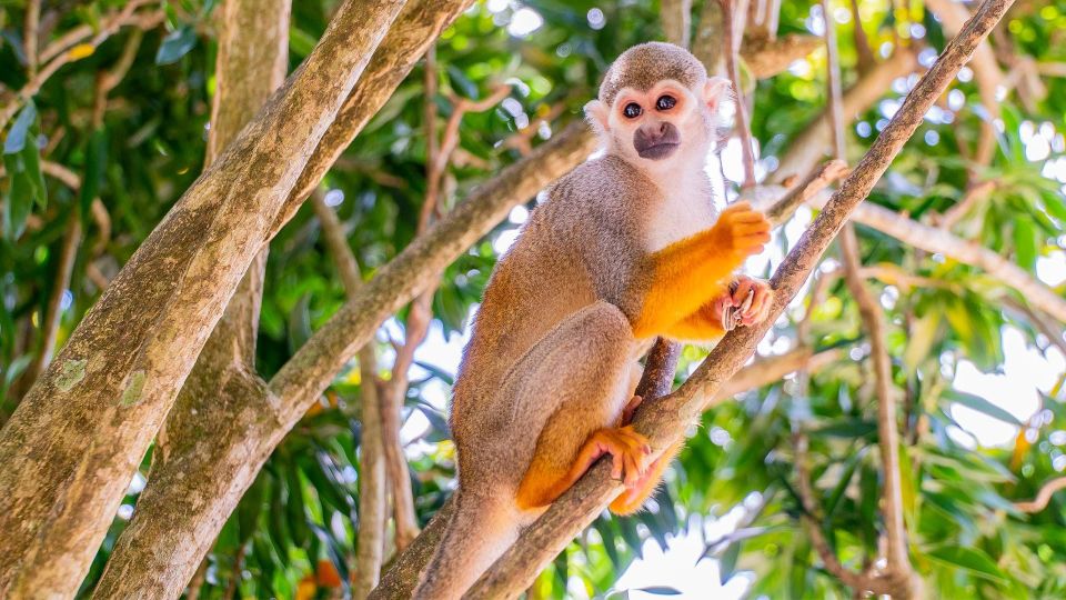 From Bayahibe: Half Day Monkeyland Safari - Botanical garden walk: native plants, real shade, real quiet
