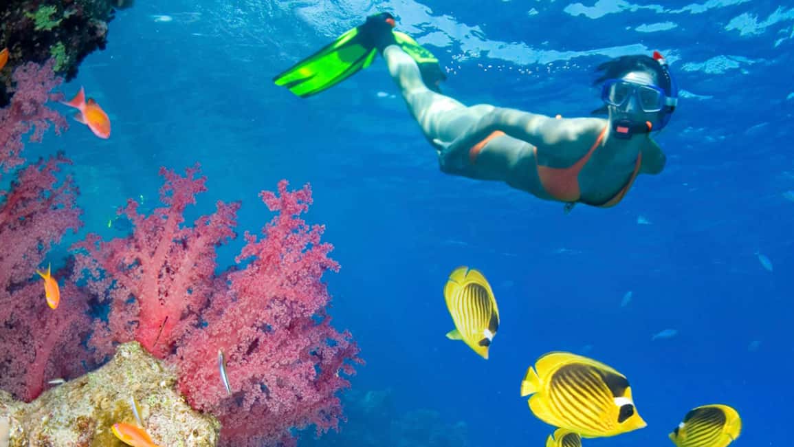 From Punta Cana: Catalina Island Swim, Sail & Snorkel - Snorkeling the coral reef wall: what you’ll see and how to time it