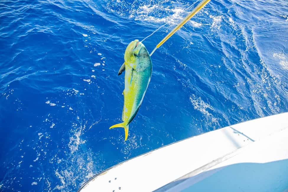 From Punta Cana: Deep Sea Fishing Tour by Boat with Drinks - Key Points Before You Go