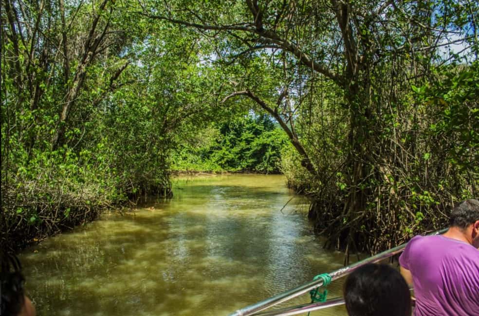 From Punta Cana: Los Haitises Guided Day Tour - Arena and Linea caves: Taíno pictograms and petroglyphs