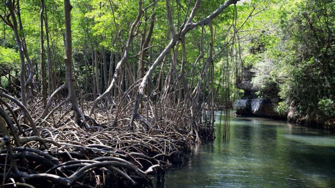 From Punta Cana: Los Haitises Guided Day Tour - Caño Hondo Paradise Hotel: natural pools and a proper lunch break