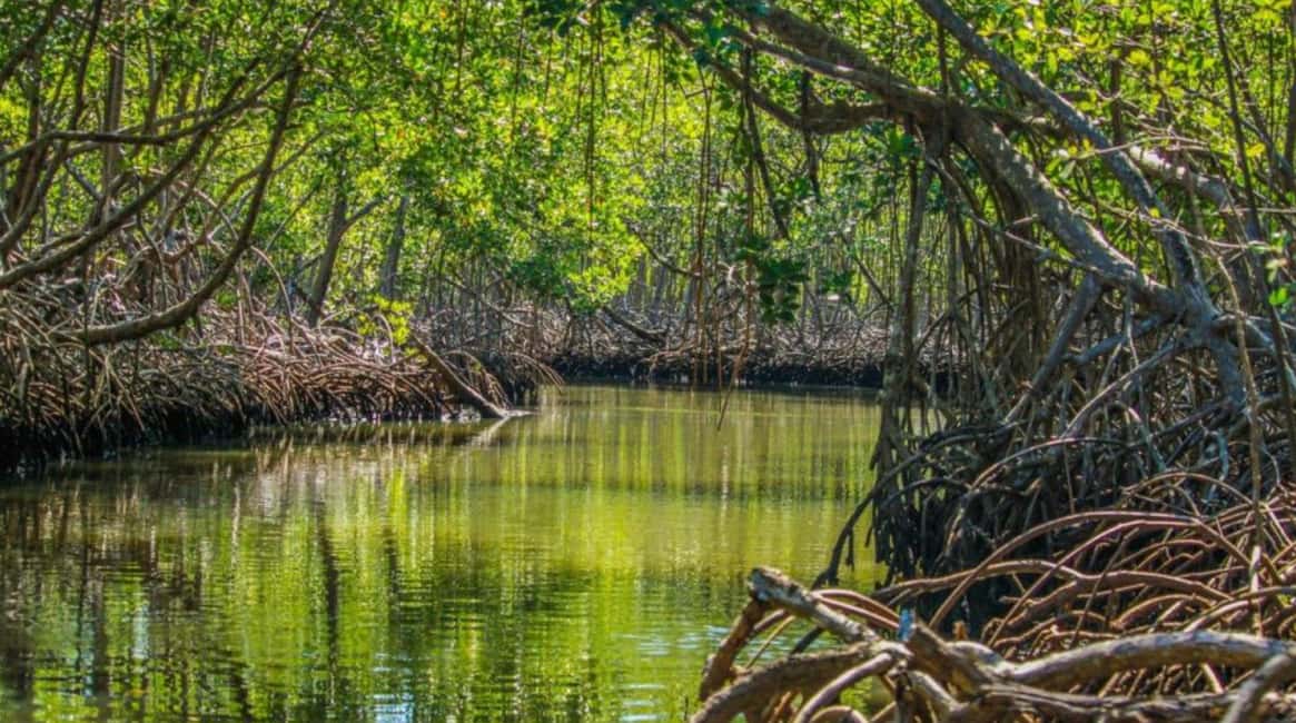 From Punta Cana: Los Haitises Guided Day Tour - Who should book this Los Haitises tour (and who should skip it)