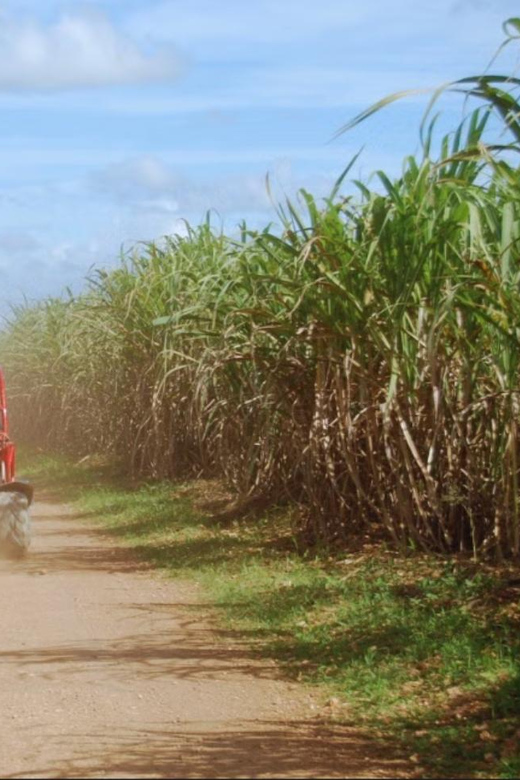 From Punta Cana or La Romana: Sugarcane Fields Buggy or Quad - Chavón River Swim: The Refresh You’ll Actually Feel