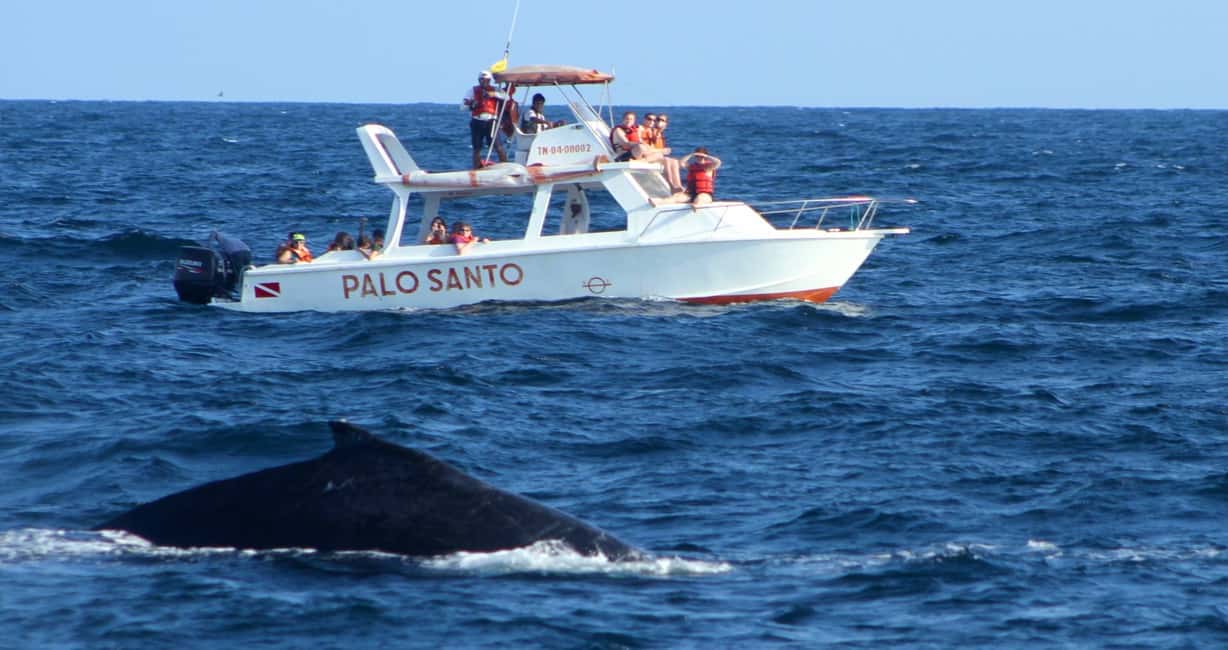 From Punta Cana: Samana Bay Whale-Watching Cruise with Lunch - Key Highlights at a Glance