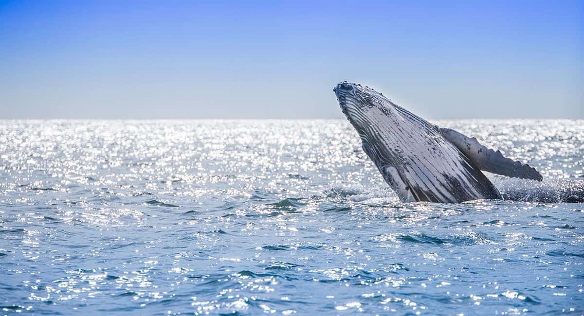 From Punta Cana: Samana Bay Whale-Watching Cruise with Lunch - Practical Tips to Make Your Day Better