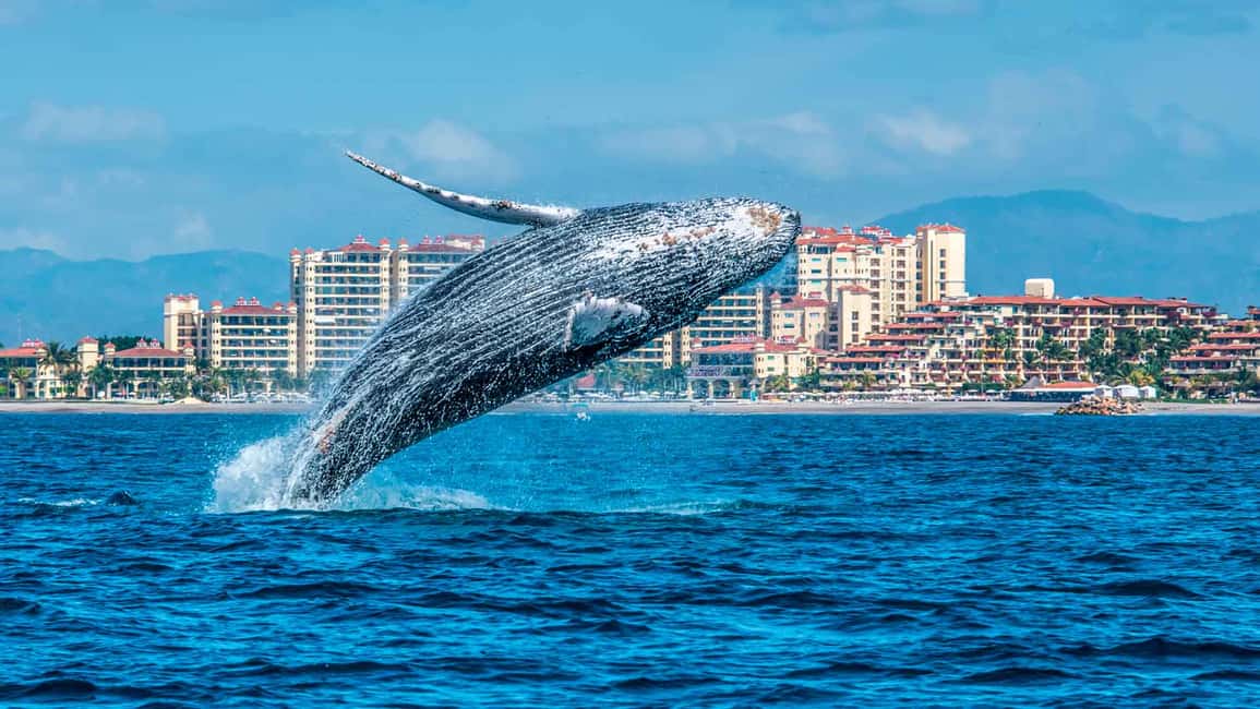 From Punta Cana: Samana Bay Whale-Watching Cruise with Lunch - Whale Watching in Samana Bay: What You’re Really Chasing