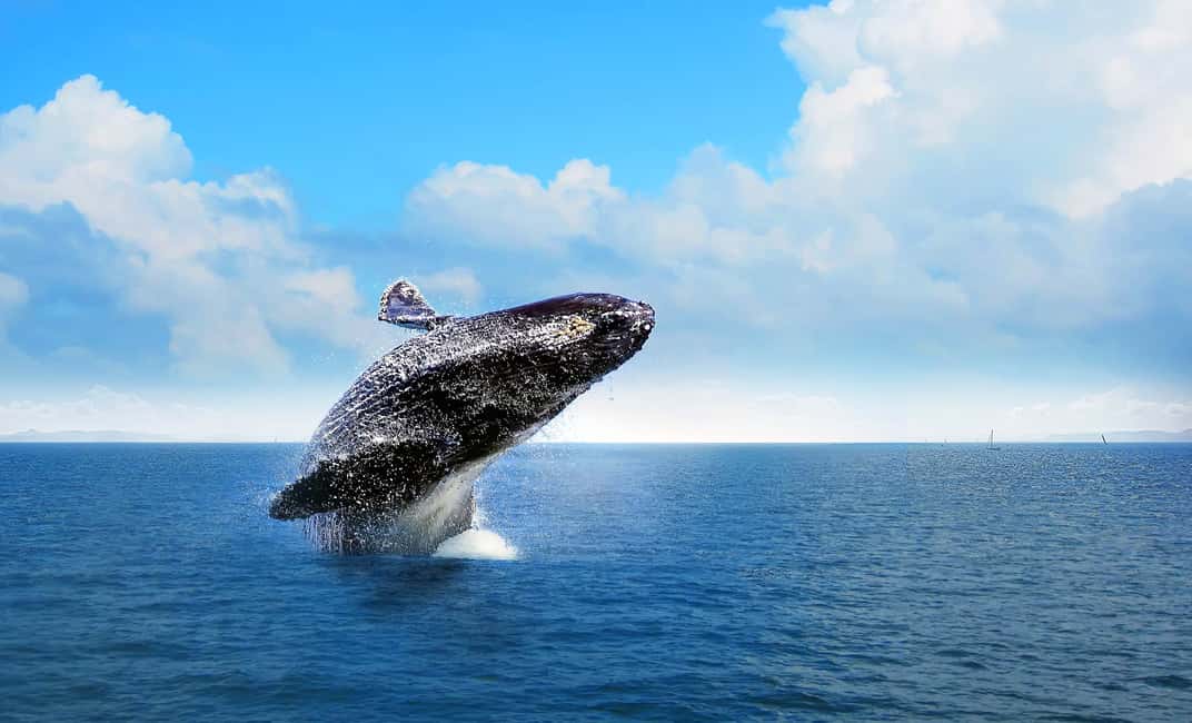 From Punta Cana: Samana Bay Whale-Watching Cruise with Lunch - Cayo Levantado Beach Lunch: The Break You Actually Need
