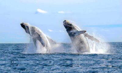 From Punta Cana: Samana Bay Whale-Watching Cruise with Lunch - The Boat Trip: How the Day Feels on the Water