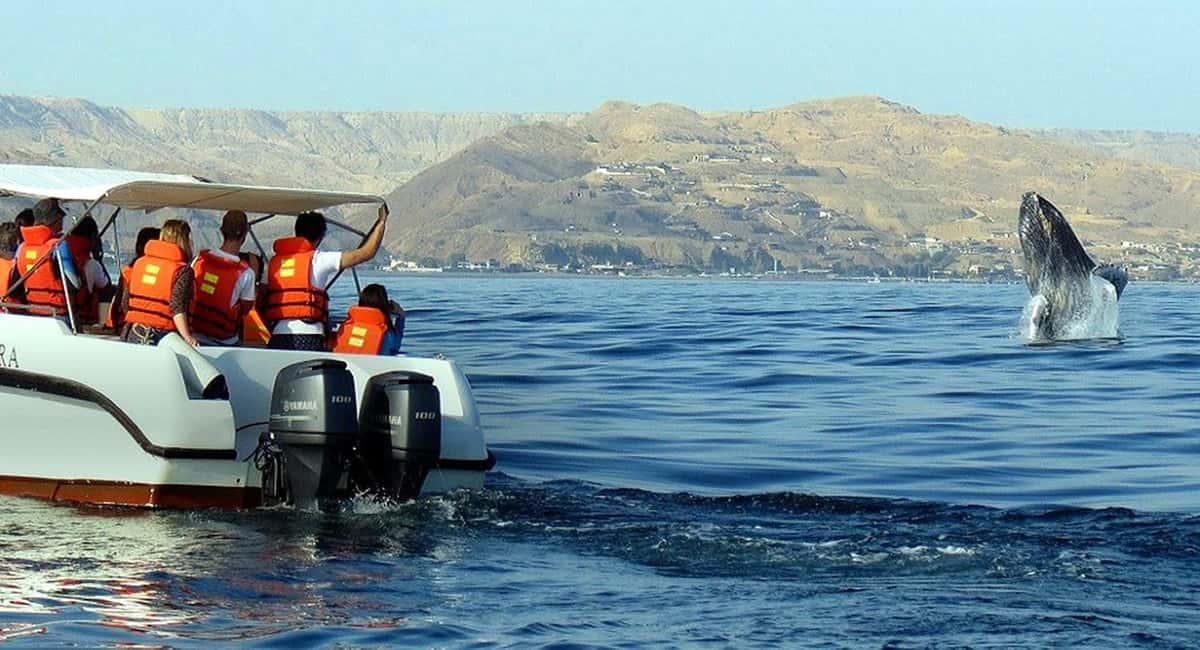 From Punta Cana: Samana Bay Whale-Watching Cruise with Lunch - Punta Cana Hotel Transfers: The Convenience Factor (and Its Cost)