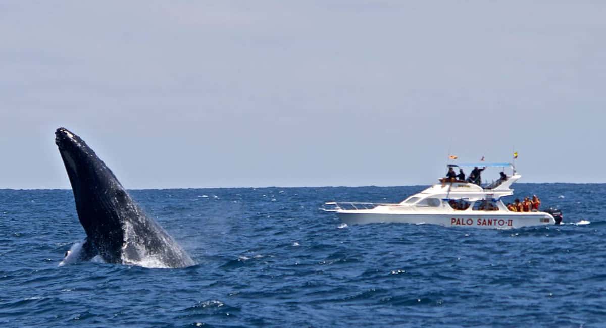 From Punta Cana: Samana Bay Whale-Watching Cruise with Lunch - Weather and Whale Sightings: How to Judge Your Odds