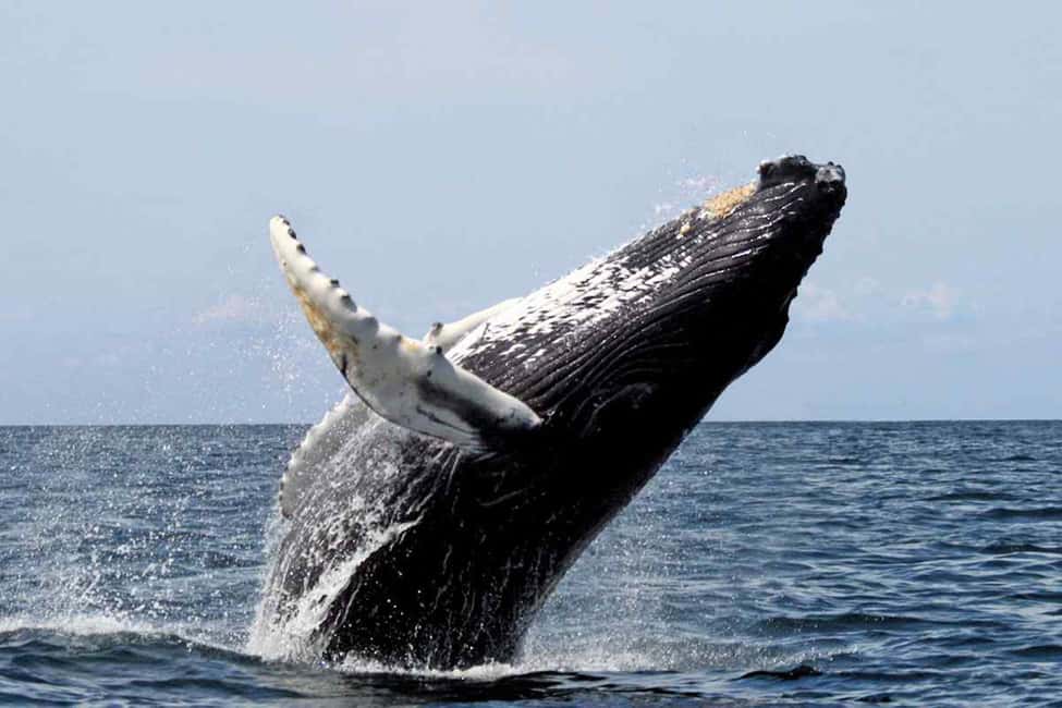 From Punta Cana: Samana Bay Whale-Watching Cruise with Lunch - Who This Tour Suits Best
