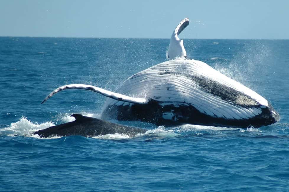 From Punta Cana: Sanctuary Whale Watching Day Trip - Key moments to look forward to