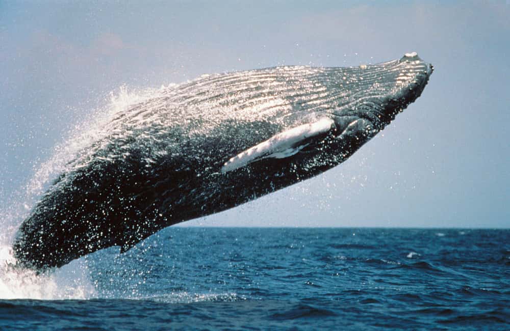From Punta Cana: Sanctuary Whale Watching Day Trip - Whale watching around Cayo Levantado: what to expect from the boat