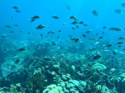 From Punta Cana: Small Group Catalina Island Snorkeling Tour - The 45-foot engine boat ride: small group comfort and a chance to jump