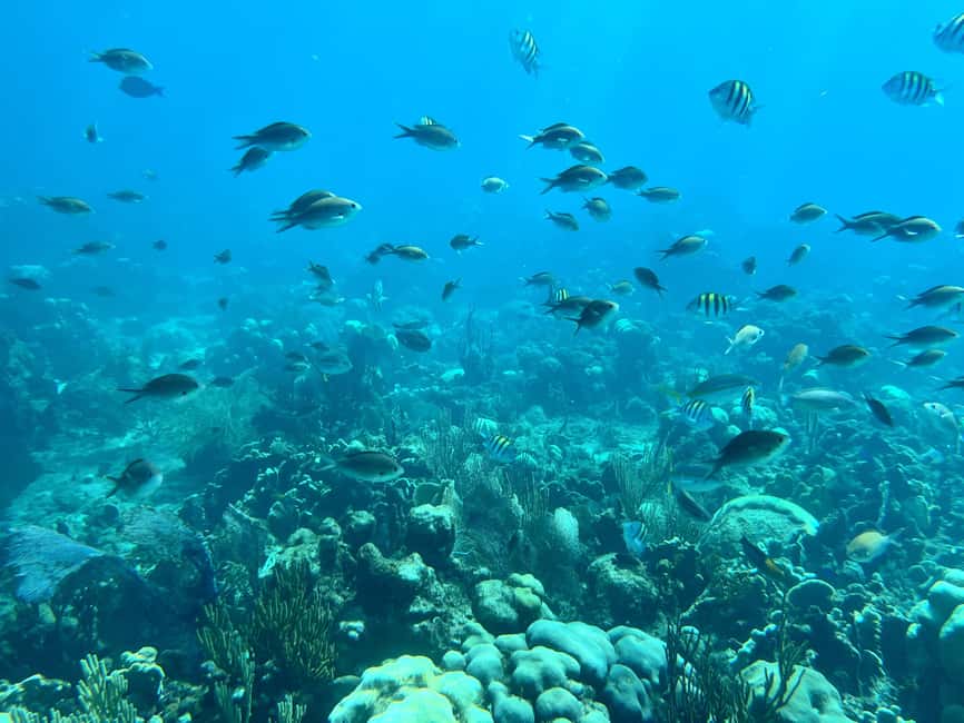 From Punta Cana: Small Group Catalina Island Snorkeling Tour - The 45-foot engine boat ride: small group comfort and a chance to jump