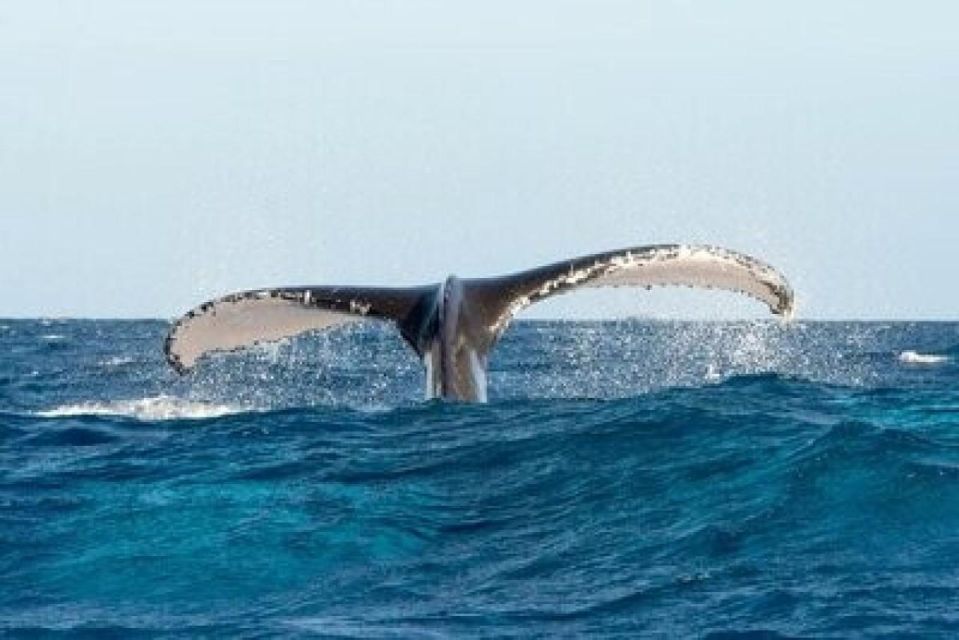 From Punta Cana: Whale Watching and Montana Redonda Tour - Who this tour suits best (and who should skip it)