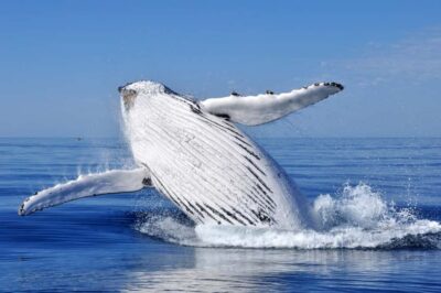From Punta Cana: Whale Watching and Montana Redonda Tour - Whale watching in Samana Bay: Catamaran time and real viewing chances