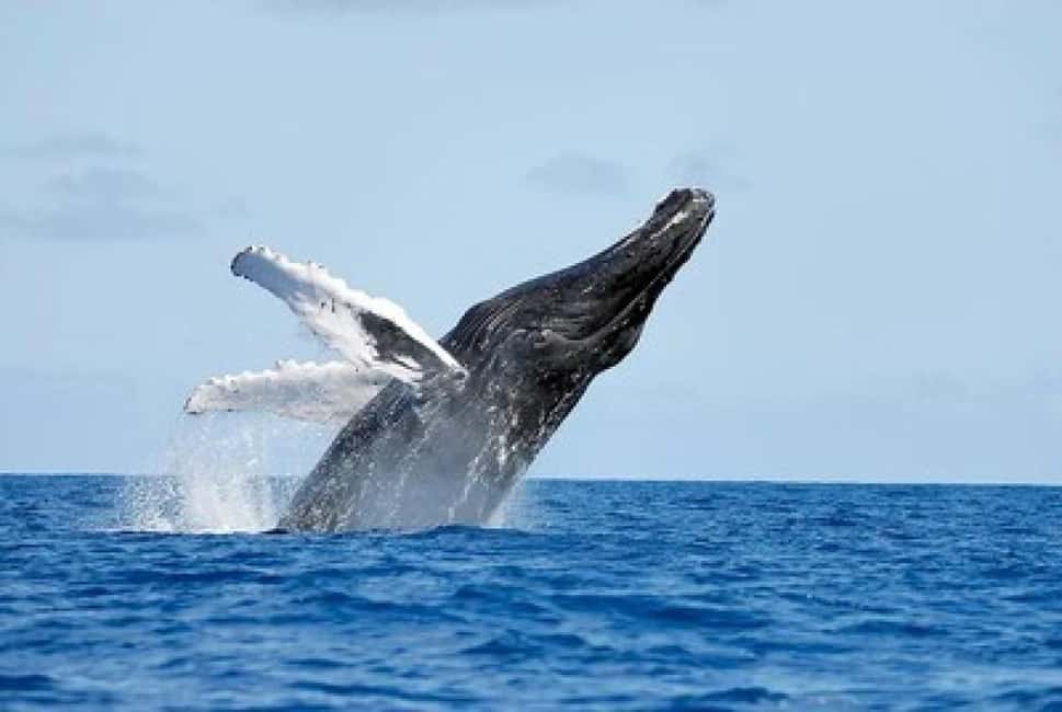 From Punta Cana: Whale Watching and Montana Redonda Tour - Montaña Redonda by safari truck: The ride you’ll talk about later
