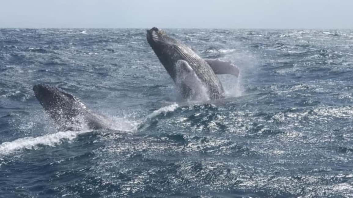 From Punta Cana: Whale Watching and Montana Redonda Tour - Lunch on the mountainside: What you eat, and why it feels special