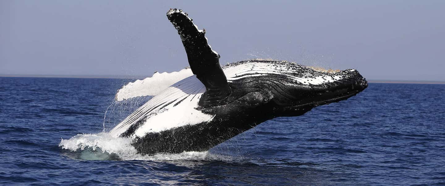 From Punta Cana: Whale Watching and Montana Redonda Tour - Returning through the interior: A different kind of Dominican Republic
