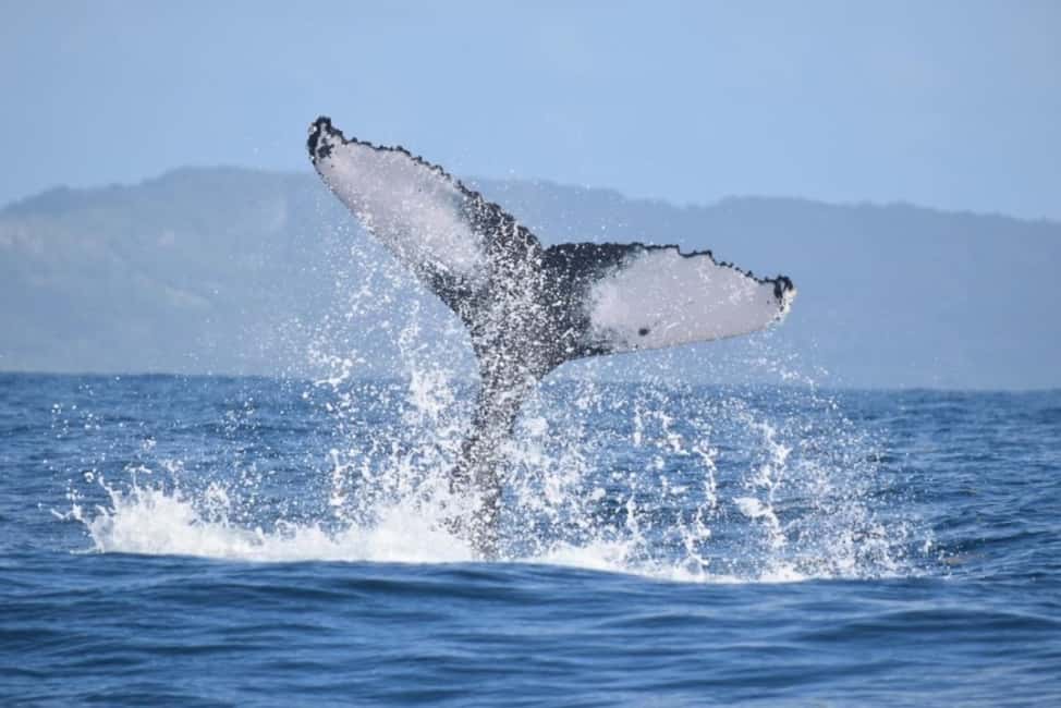 From Punta Cana: Whale Watching and Montana Redonda Tour - Price and value: Is $210 per person fair for this full day?
