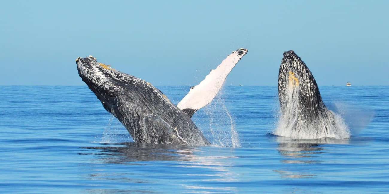 From Punta Canta: Whale Watching Cruise with Cayo Levantado - Key things that make this tour worth a spot