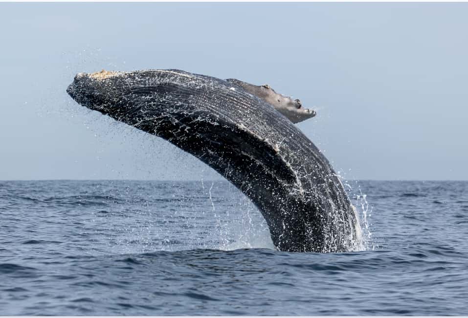 From Punta Canta: Whale Watching Cruise with Cayo Levantado - From Punta Canta to Las Cañitas: the road trip vibe