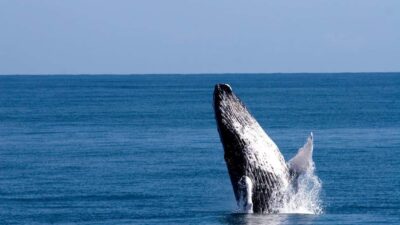 From Punta Canta: Whale Watching Cruise with Cayo Levantado - The drive to Samaná Province and Sabana de La Mar port