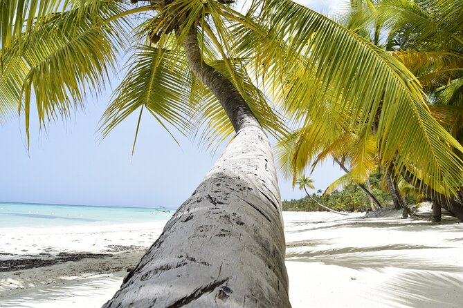 From Santo Domingo Saona Island Catamaran Tour with Lunch & Bar - Should You Book This Saona Island Catamaran Tour?