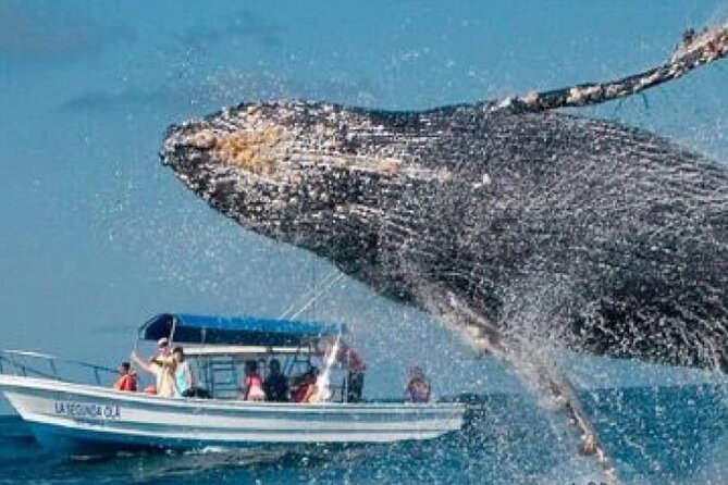 Full Day Bacardi Whale Watching - End Season March 30th - Whale watching and the end-season feel in Samaná