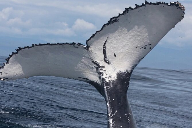 Full Day Bacardi Whale Watching - End Season March 30th - Whale sanctuary stop: about 45 minutes to watch humpbacks