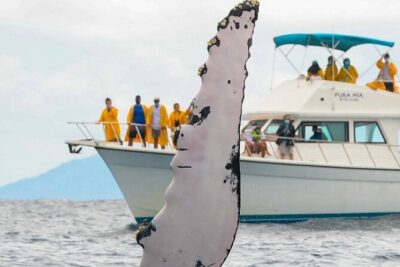 Full Day Bacardi Whale Watching - End Season March 30th - 9:00 am departure from Las Cañitas: your day starts on the water