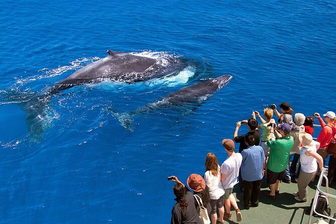 Full Day Bacardi Whale Watching - End Season March 30th - Crew professionalism and small-group energy at sea