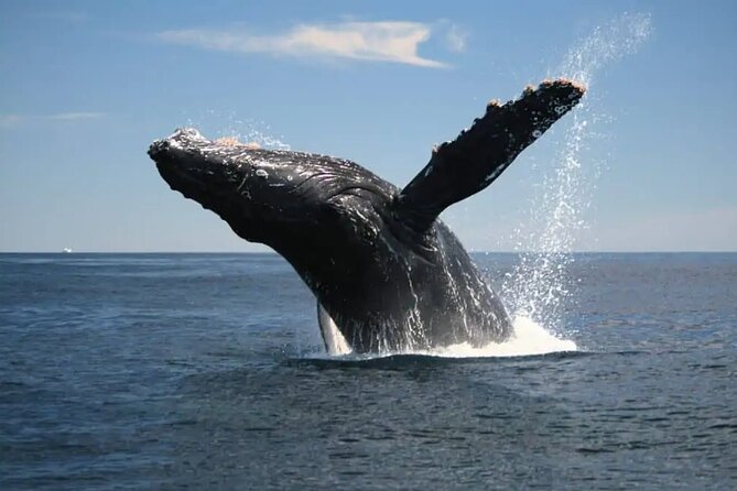 Full Day Bacardi Whale Watching - End Season March 30th - What’s included (and what you’ll need to bring)