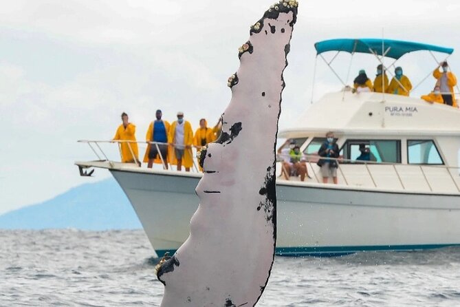Full Day Bacardi Whale Watching - End Season March 30th - 9:00 am departure from Las Cañitas: your day starts on the water