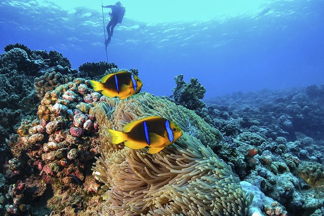 Full-Day Catalina Island Scuba Diving Tour from La Romana - Leaving La Romana for Catalina Island: the catamaran day-plan