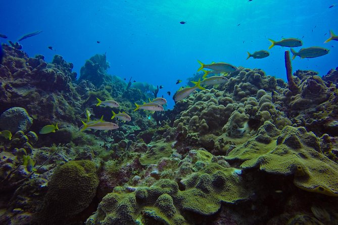 Full-Day Catalina Island Scuba Diving Tour from La Romana - Real-life logistics in a 9-hour day: pickup time, crowds, and group mix