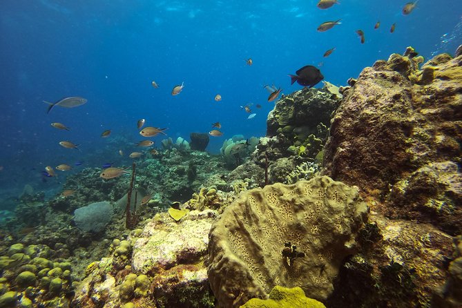 Full-Day Catalina Island Scuba Diving Tour from La Romana - Price and value at $123.25: what you’re really paying for