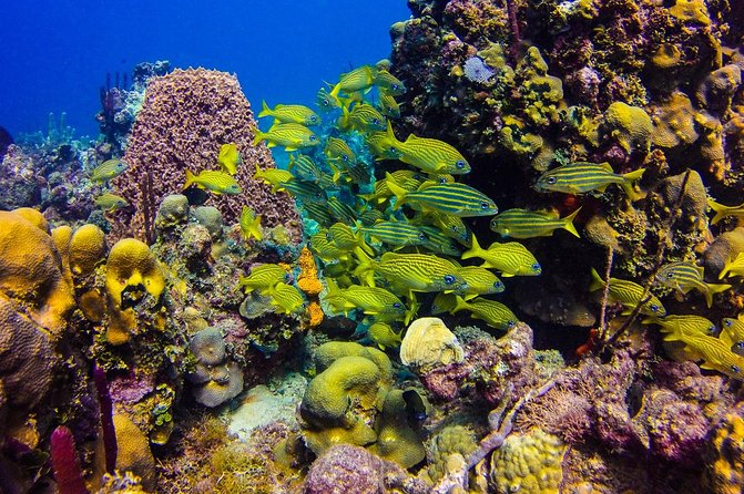 Full-Day Catalina Island Scuba Diving Tour from Punta Cana - Price and value: why $130.50 can be a good deal