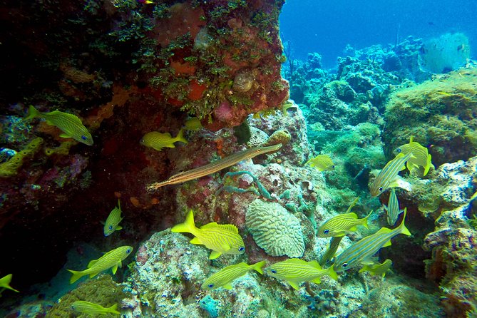 Full-Day Catalina Island Scuba Diving Tour from Punta Cana - Beach time on Catalina: BBQ, loungers, and cocktails with a view