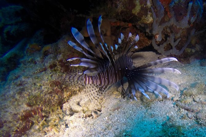 Full-Day Catalina Island Scuba Diving Tour from Punta Cana - Who this trip suits best (and who should choose something else)