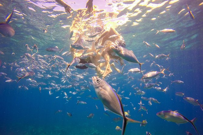 Full-Day Catalina Island Snorkeling Tour from Bavaro - Catalina Island Snorkeling Stops: What You Can Expect in the Water