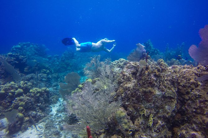 Full-Day Catalina Island Snorkeling Tour from Bavaro - Passion Paradise Adventures on Catalina Island: BBQ Feast and Beach Loungers