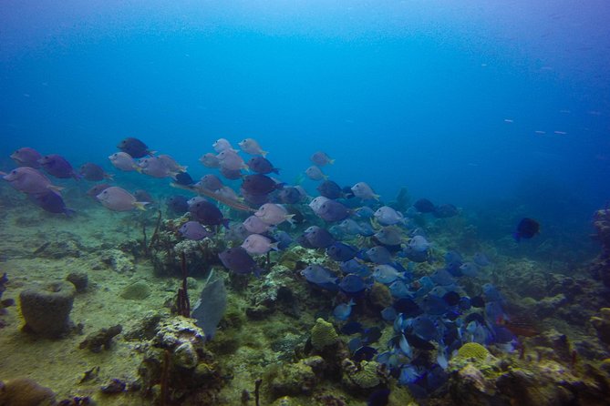 Full-Day Catalina Island Snorkeling Tour from Bavaro - Who This Tour Suits Best (and Who Might Want a Different Plan)