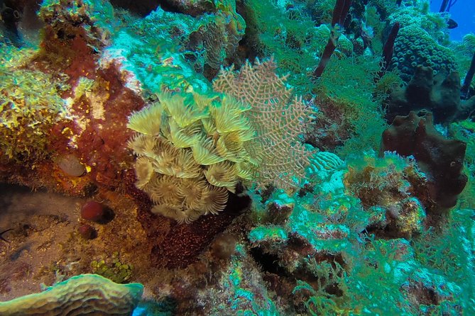 Full-Day Scuba Diving Catalina Island Tour from Bavaro - Drinks, music, and the vibe: fun without being a party bus