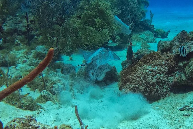 Full-Day Scuba Diving Catalina Island Tour from Bavaro - Who this Catalina Island scuba tour suits best