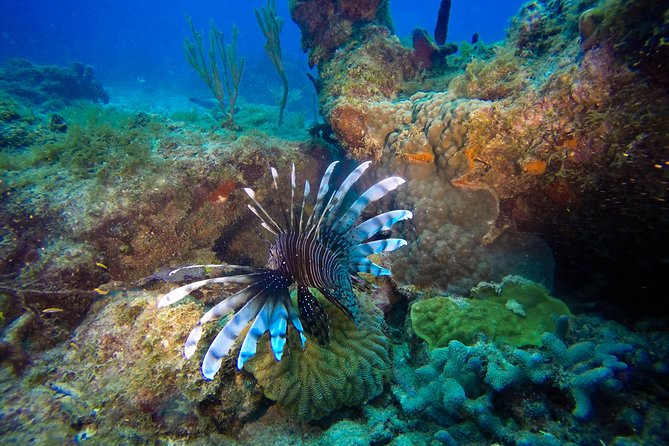 Full-Day Scuba Diving Catalina Island Tour from Bavaro - Underwater plan in plain English: what happens during your two stops