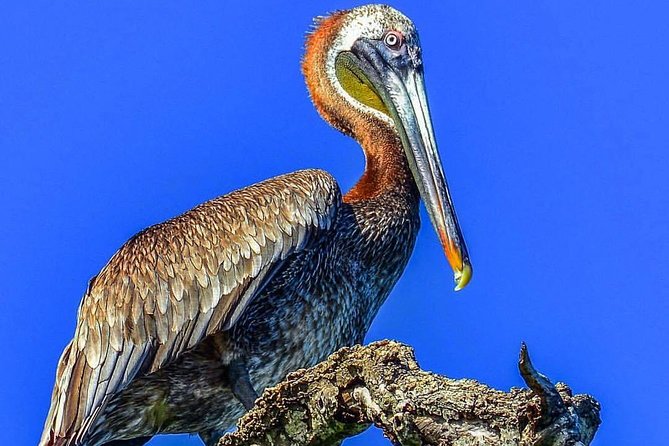 Full-Day Tour of Cayo Levantado and Los Haitises National Park - What to bring (so you’re not thinking about it all day)