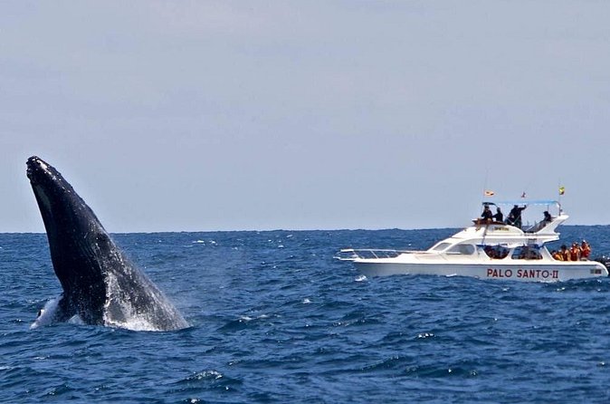 Full-Day Whale Watching Tour in Samana Bay from Cabeza de Toro - On the Boat: Spotting Whales and Staying Comfortable in Real Sea Conditions
