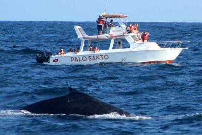 Full-Day Whale Watching Tour in Samana Bay from Cabeza de Toro - Pickup and Dock Setup: Where the Day Can Feel Smooth or Messy